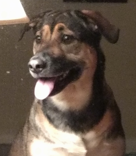 Close up - A brown and black Beagle Shepherd is sitting down, it is looking to the left, its mouth is open and its tongue is out. There is a lamp to the left of it.