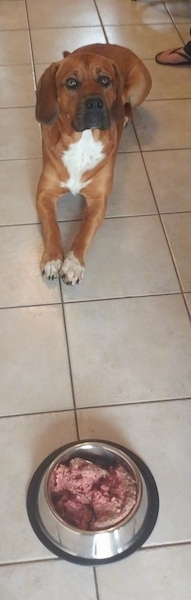 A red with white Bebasset Bordeaux is laying on a tiled floor, behind a bowl full of food. and it is looking forward.