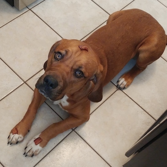 Topdown view of a red with white Bebasset Bordeaux that is laying across a tiled floor, it is looking up and it has a treat on its head.