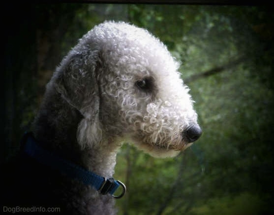 Close up side view head shot - a gray curly coated dog with longer fur going down its stop hiding its muzzle.