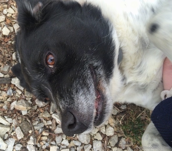 Close up - A black and white Border Point, with black ticking spots on it, is laying upside down on stones and its head is turned forward.