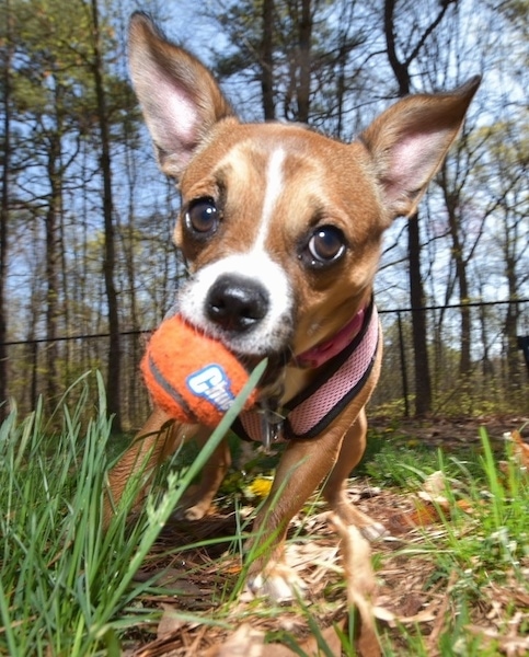 Close up - A tan with white Boxachi is standing on grass, it has a ball in its mouth and it is wearing a light pink harness.