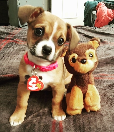 A tan with white Boxachi puppy is sitting on a bed next to a sitting plush Chihuahua Beenie Baby.