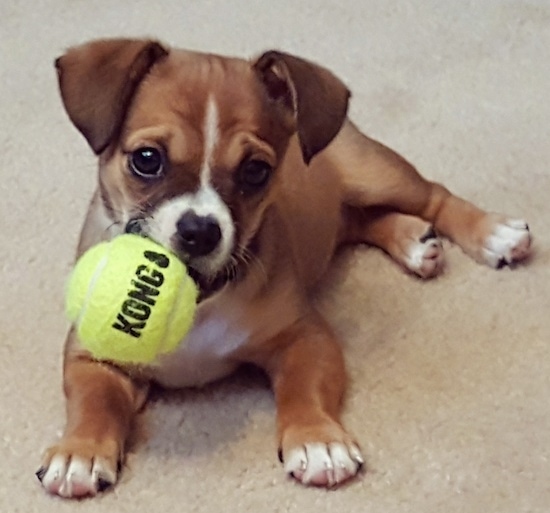 A brown with white Boxachu puppy is laying on a carpet and it has a tennis ball in its mouth.