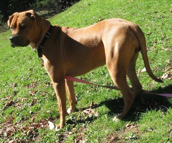 Side view - a muscular, shiny coated reddish-brown dog with a boxy looking black snout, black nose small ears that hang down to the sides and wrinkles on her forehead with a long tail that hangs down low standing on grass looking to the left.