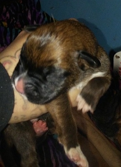 A hand that has tattoos holding a tiny 3 day old Boxer puppy that has a black snout, a pink nose, white on the tips of its paws and tiny black ears.