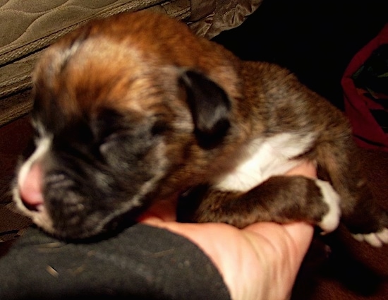 Front side view of a tiny brown with black puppy that has a white chest and white tips on its paws being held by a hand.