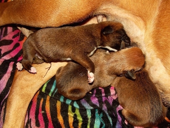A litter of 3 tiny dark brown with black Boxer puppies nursing from their tan mother who is a fawn Boxer dog. One of the puppies has white tipped paws.