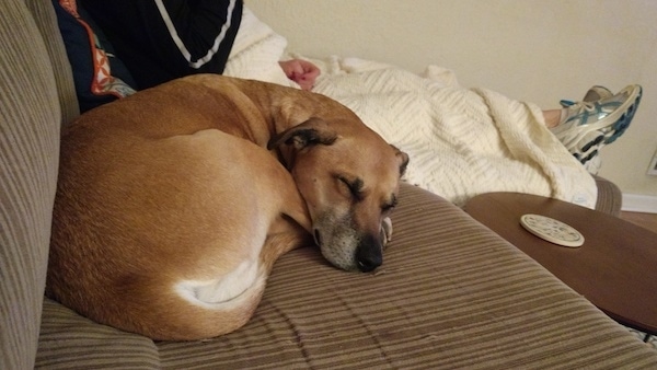 The right side of a brown Boser Shepherd that is sleeping in a circle, on a couch.