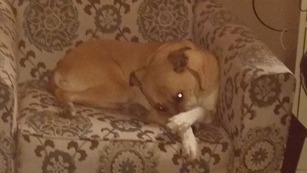 The front right side of a brown Boxer Shepherd that is laying down in an arm chair, it has one of its paws over its nose and it is looking forward.