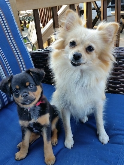 A black with tan Brusselranian puppy is sitting on a blue lawn chair next to a tan Pomeranian.