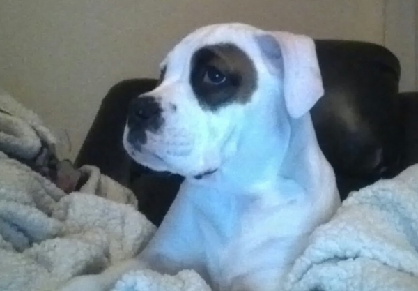 Close up front view head and shoulder shot of a white dog that has a brown and black patch over its eye shaped in a circle. The dog has ears that fold over to the sides.