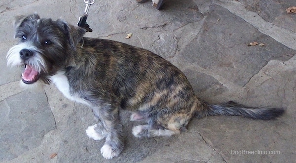 Side view - A happy-looking, soft looking small brown brindle dog with a beard and small ears that fold over to the front sitting on a stone porch facing the left. It has white on its chest, snout and tips of its paws.