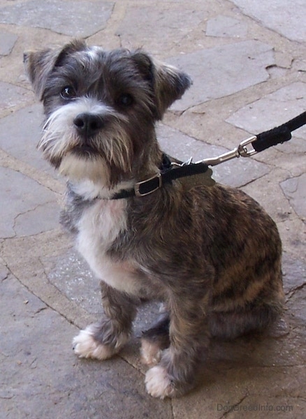 Front side view - A soft looking small brown brindle dog with a beard and small ears that fold over to the front sitting on a stone porch looking at the camera. It has white on its chest, snout and tips of its paws.