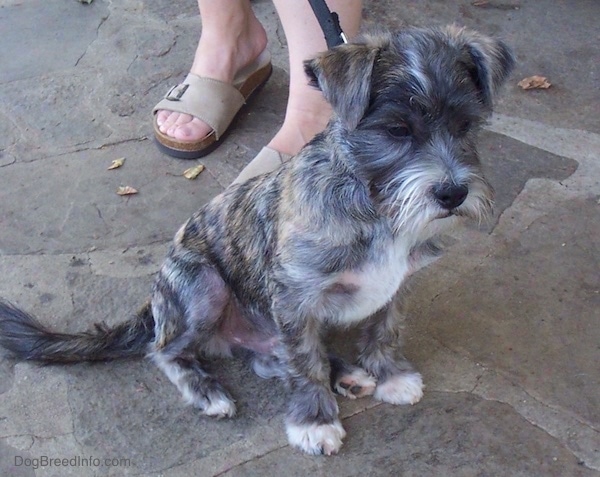 Front side view - A soft looking small brown brindle dog with a beard and small ears that fold over to the front sitting on a stone porch looking to the right. It has white on its chest, snout and tips of its paws. There is a person in tan sandles sitting behind him.