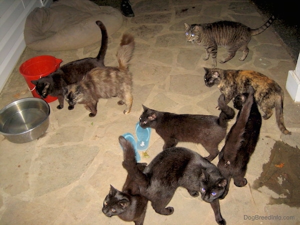 8 cats outside at night on a stone porch. 5 of the cats are black, two are calico and one is a tiger cat. There is a red bucket, a silver bowl full of water and a blue pair of flip flops on the porch.