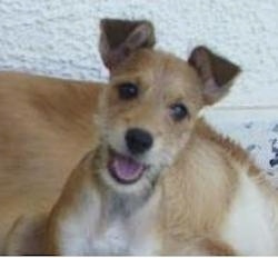 Front view head shot of a small happy looking wiry haired dog with small ears that fold over to the front in a v-shape. It has a black nose, pink tongue and dark eyes. There is a larger brown dog behind it. They are outside in front of a white stucco wall.