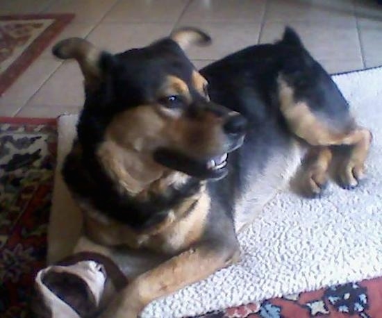 Front side view of a large breed black and tan dog laying down on a dog bed looking to the right