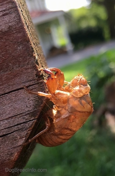 Close Up side view - A brown shell of a large, thick looking, round-shaped bug with bulging eyes and long legs. It has hairs on its face and legs and big claws.