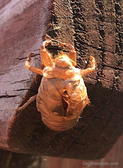 Close Up front view - A brown shell of a large, thick looking, round-shaped bug with bulging eyes and long legs with claws.