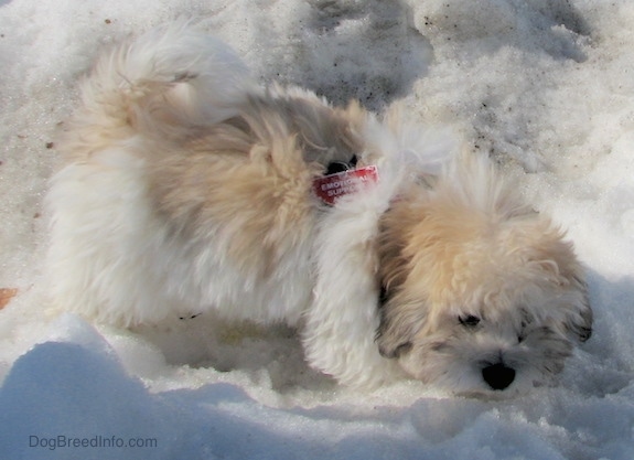 Front side view - A fluffy soft thick coated, tan, white and black dog with a black nose and dark eyes standing outside on a snow mound smelling the ground