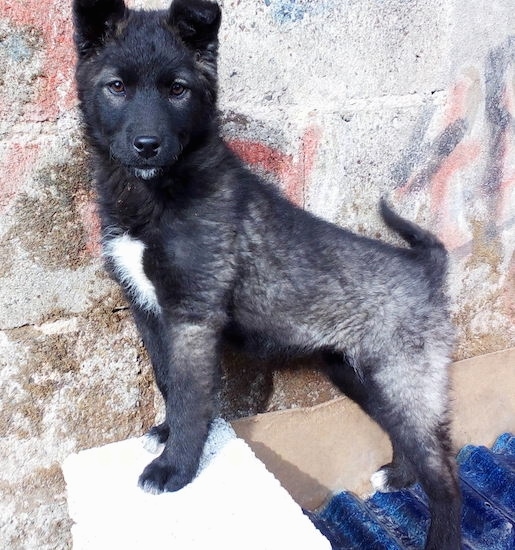 Side view - A perk eared medium-haired black, gray with white shepherd looking dog standin up on top of a block in front of a stone wall.