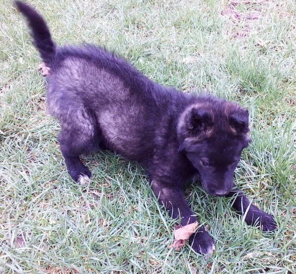 Side view - A perk eared medium-haired black, gray with white shepherd looking dog play bowing in the grass at a leaf.