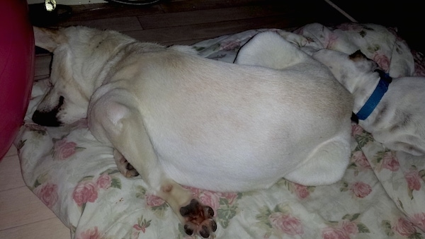 A white dingo laying on a blanket on the floor next to a white with black dog.