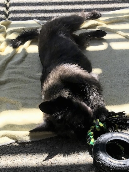 A small long bodied, short legged dog with large perk ears laying down sideways chewing on a tire rope toy outside on a yellow towel.