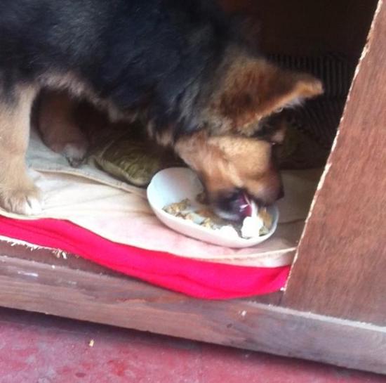 A small, fluffy spitz looking perk eared puppy with a black nose and tan and black fur eating a white plate full of food inside of a dog house that is on top of a red concrete floor.