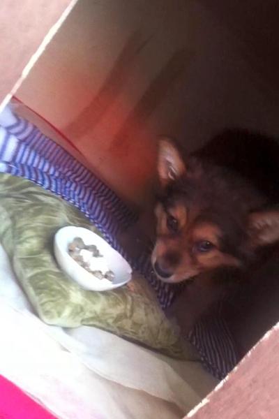 A small, fluffy spitz looking perk eared puppy with a black nose and tan and black fur poking its head out of a dog house with a white bowl of food in front of it.