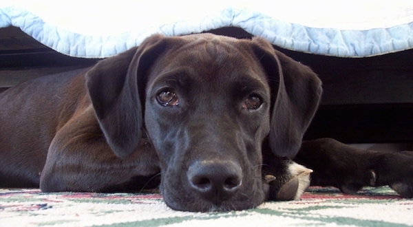 A short haired black dog with soft ears that hang down to the sides laying down under a bed looking sleepy