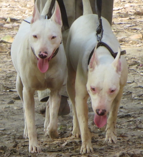 Front view - Two large breed white dogs with perk ears and slanty eyes walking forward on a dirt path. They both have pink patches on their black noses and pink eye rims.