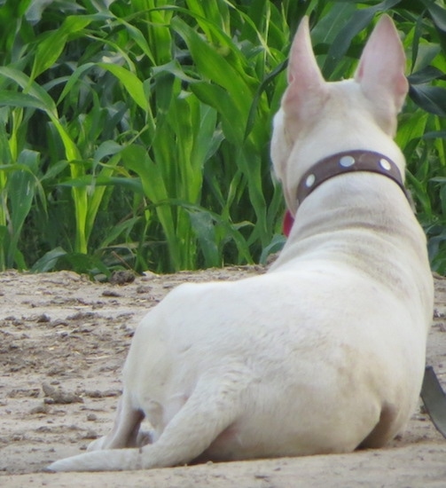 The backside of a large breed white dog with a thick brown collar with large perk ears laying in dirt looking into a corn field.