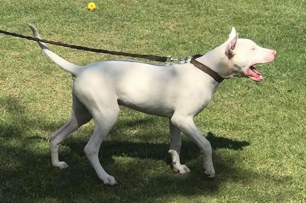 Side view of a large white dog with perk ears and a long white tail barking with its mouth open. The dog has a pink nose and is out in the grass.
