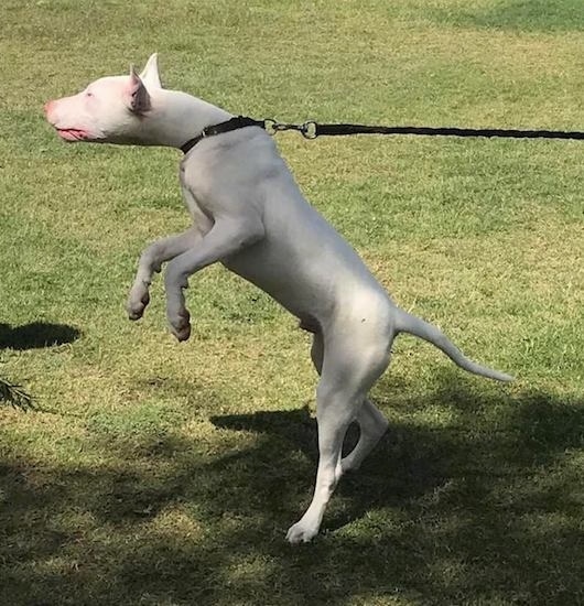 A white large breed dog with a long tail standing on its hind legs with big perk ears leaning its head forward and pulling on its lead.