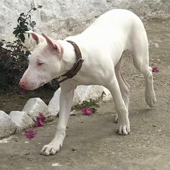 Front side view of a large breed white dog with wrinkles on its forehead walking down a dirt path next to a white building. The dog is wearing a brown leather collar.