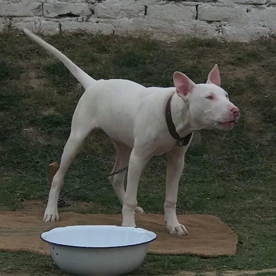 A large breed white dog pointing forward barking with its long tail standing slightly slanted up and straight out with slanty eyes and large perk ears wearing a brown leather collar.