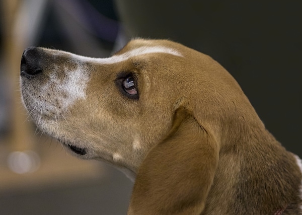 Close up side view head shot - a brown and white with black hound dog with long soft drop ears that hang down to the sides, dark eyes and a black nose facing the left.