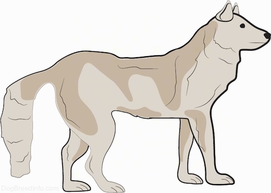 Side view - A thick coated, large dog with a black nose and tan fur standing facing the right. The dog has small perk ears and a long fluffy tail that it is holding down low. The tail almost touches the ground.