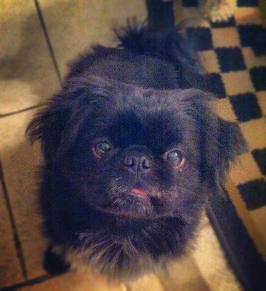 View from the top looking down at a black dog that has a round face, a pushed back snout, black nose and wide round black eyes with ears that hang down to the sides sitting on a tan tiled floor looking up.