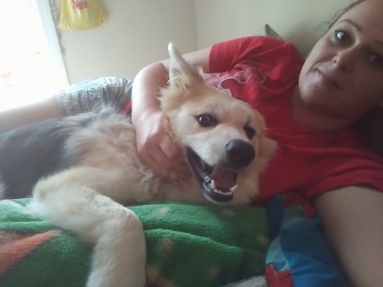 A thick coated dog with perk ears that are slightly pinned back laying down on a bed with a girl in a red shirt and gray pants. The dog has a black nose and dark eyes. Its coat is tan with a saddle black pattern.