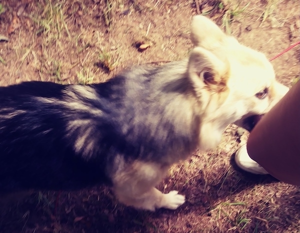 View from the top looking down at a long haired, thick coated tan with black dog with perk ears standing next to a person outside in dirt.