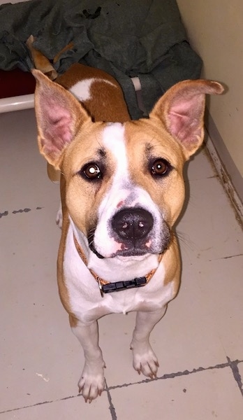 Top down view of a tan and white dog with brown eyes and a black nose. Its ears are standing up in the air and it has a white line down its stop leading to its nose.