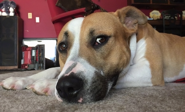 A tan and white dog with a big black nose and brown almond shaped eyes laying down on a tan carpet. The dog's ears are pinned back on its head and it has a wide forhead.