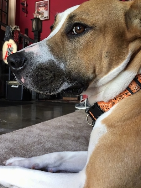 Side view of a tan and white dog with brown eyes and a black nose laying down on a tan carpet. The room has red walls. 