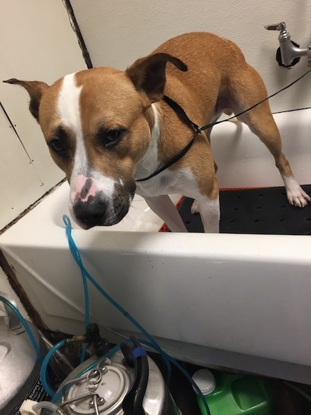 A tan and white dog inside of a bathtub. The large dog has its ears pinned back slightly and it is wearing a black slip collar leash.