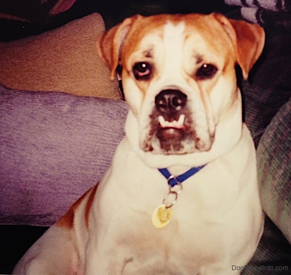 Front view upper body shot - A white with tan Bulldog type dog sitting on a couch looking at the camera. The dog has a large underbite, rose ears and a long tail and a lot of extra skin.