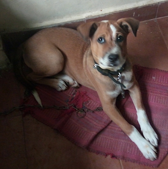 Front side view - A tan with white dog that has a black nose, black lips and dark eyes with small fold-over v-shaped ears laying down on a red throw rug. The dog is mostly tan with white on its paw tips, the front of its muzzle, the top of its head and its chest. It is wearing a black collar.