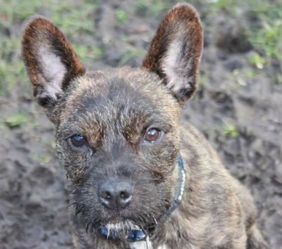 Front view of a perk bat-eared brown brindle, wiry-looking dog with a black nose, brown eyes, a small wiry beard and a blue and black collar sitting outside.